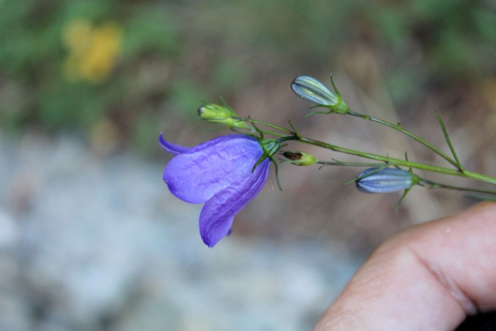 Campanula rotundifolia / Campanula soldanella